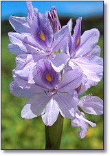 Water Hyacinth